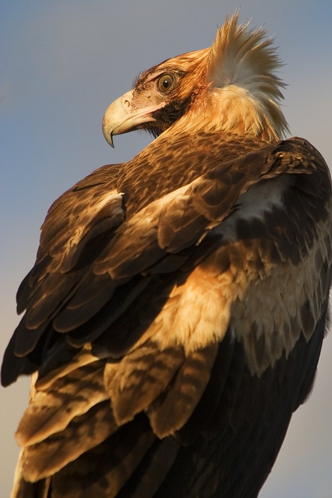 Wedgetailed eagle :: near Cadney Park, SA