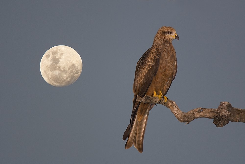 Black kite and moon :: Georgina River, Camooweal, QLD